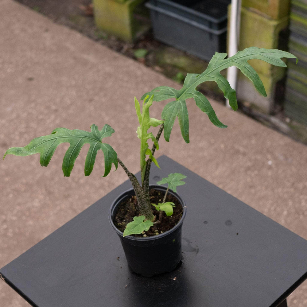 Gabriella Plants Alocasia 4" Alocasia brancifolia