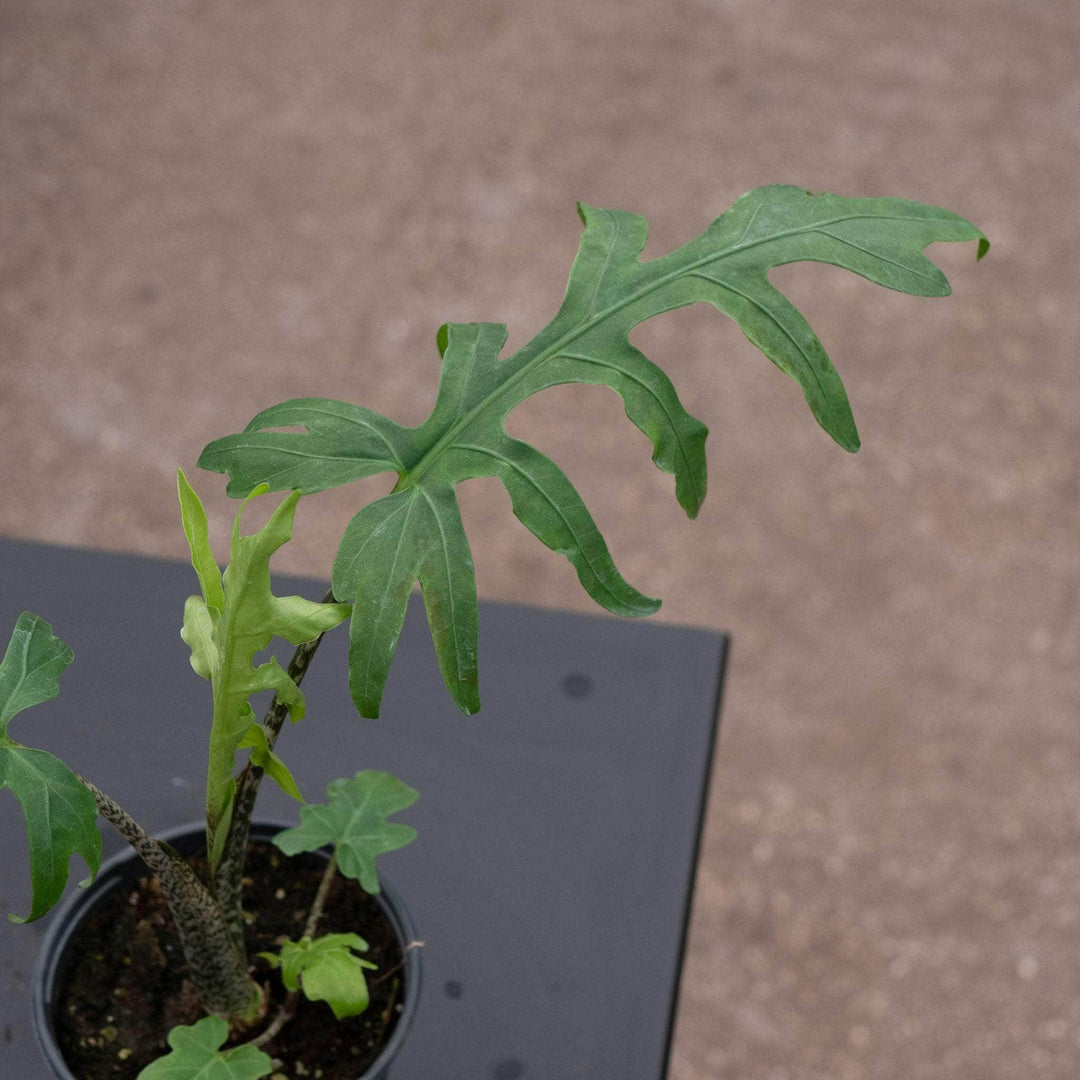 Gabriella Plants Alocasia 4" Alocasia brancifolia