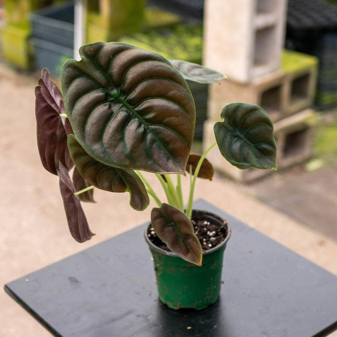 Gabriella Plants Alocasia 4" Alocasia cuprea 'Red Secret'