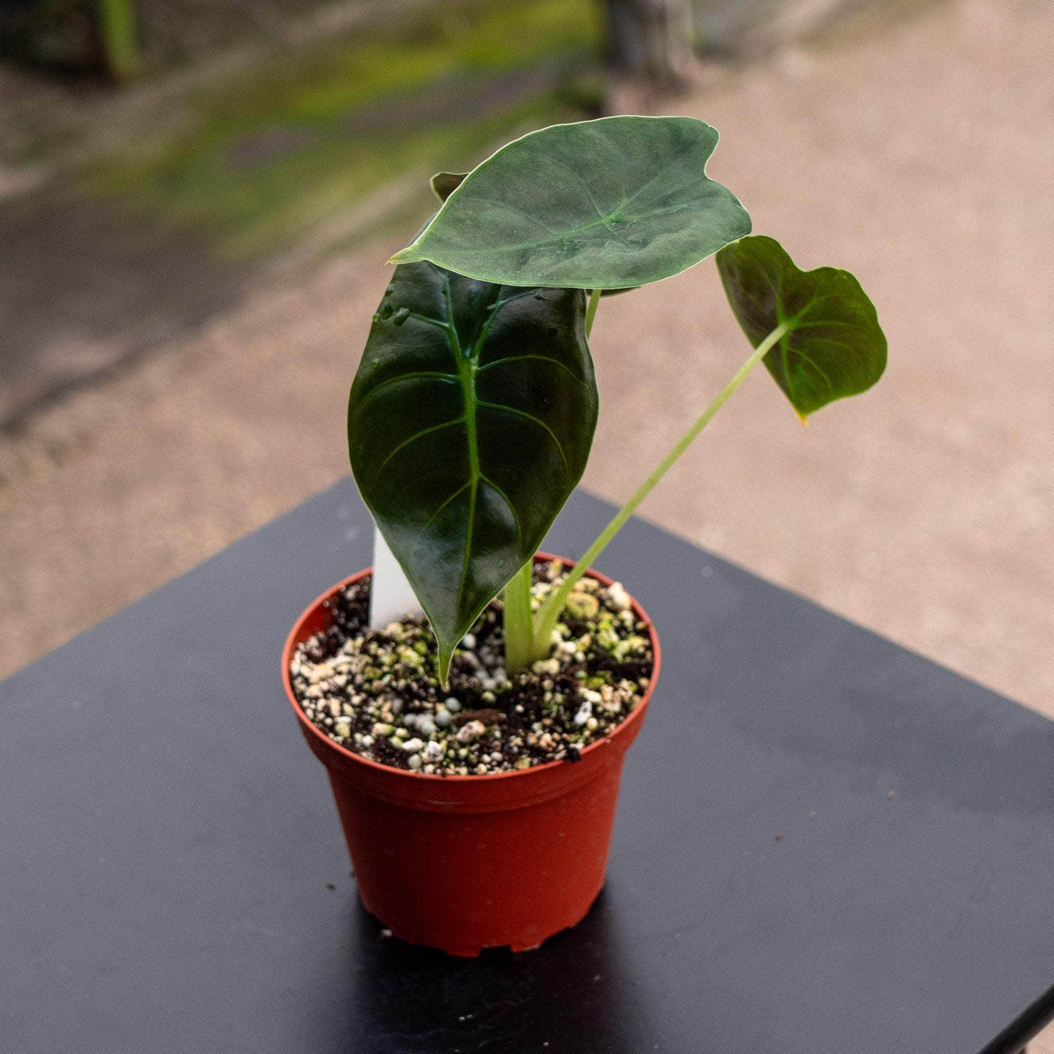 Alocasia ‘Golden orders Bone’ - 6