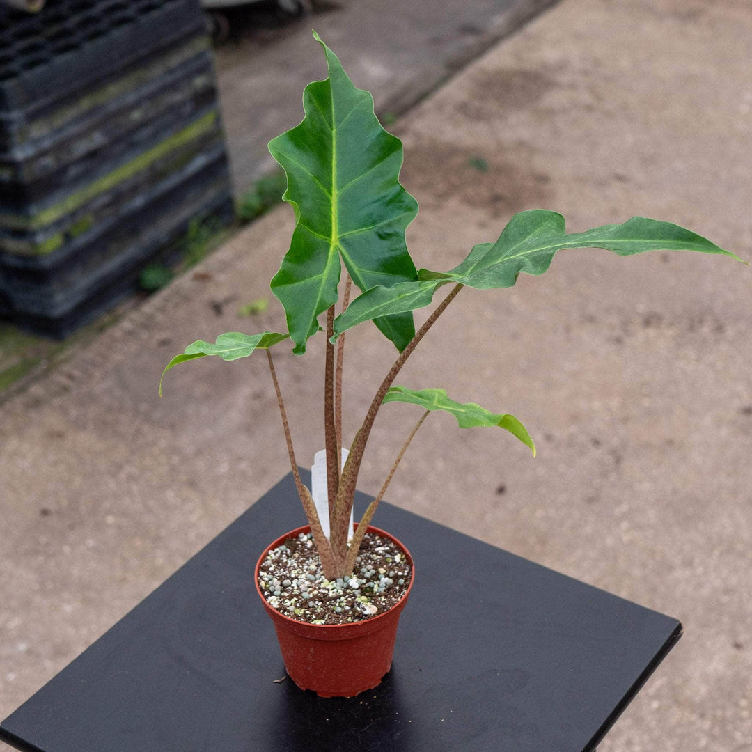 Gabriella Plants Indoor & Outdoor Plants 4" Alocasia 'Golden Dragon'