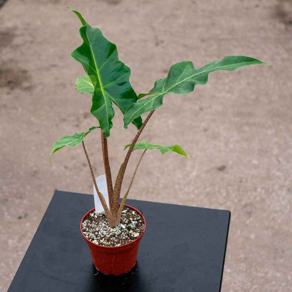 Gabriella Plants Indoor & Outdoor Plants 4" Alocasia 'Golden Dragon'