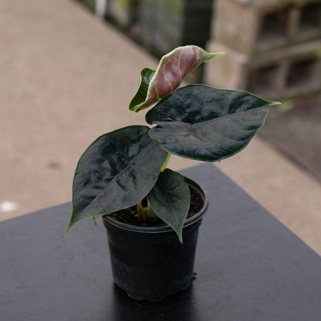 Gabriella Plants Alocasia 4" Alocasia 'Green Unicorn'