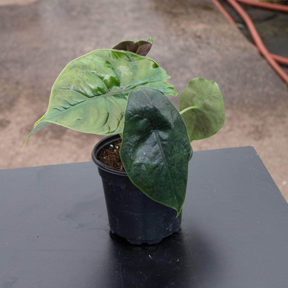 Gabriella Plants Alocasia 4" Alocasia 'Green Unicorn'