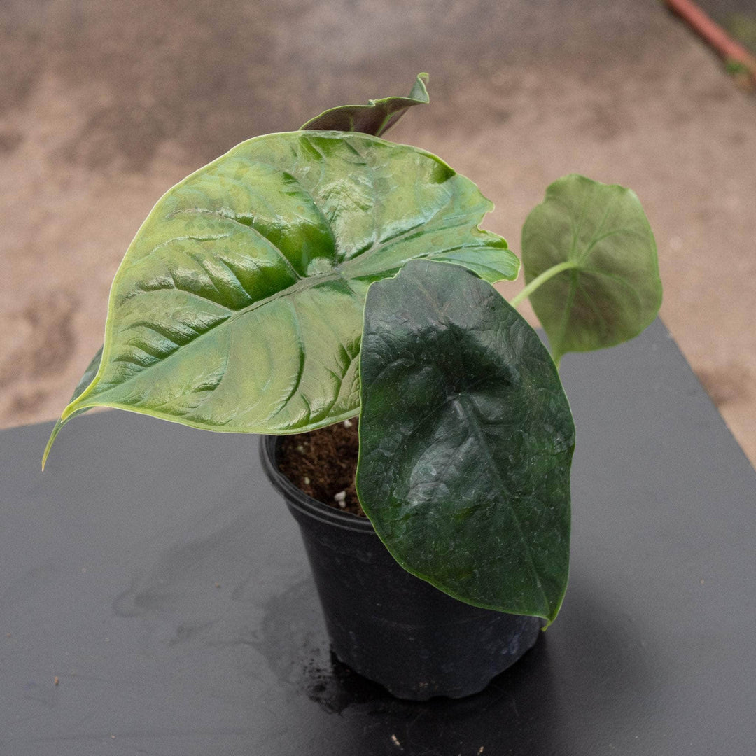 Gabriella Plants Alocasia 4" Alocasia 'Green Unicorn'