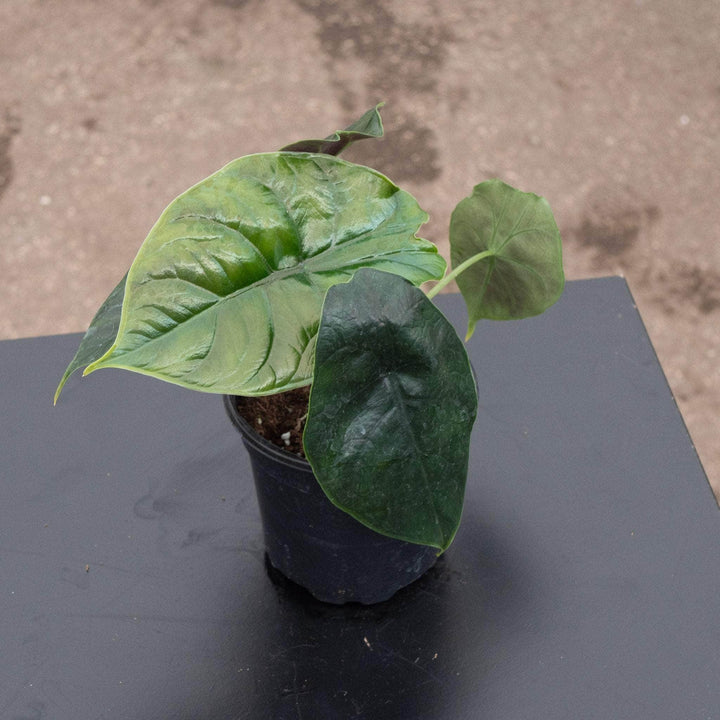 Gabriella Plants Alocasia 4" Alocasia 'Green Unicorn'