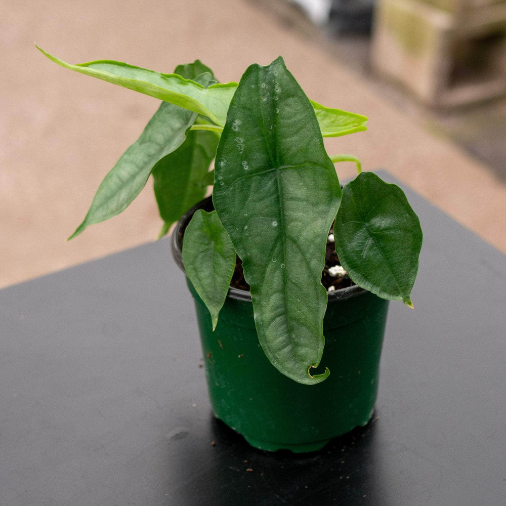 Gabriella Plants Alocasia 4" Alocasia heterophylla ‘Dragon’s Breath’