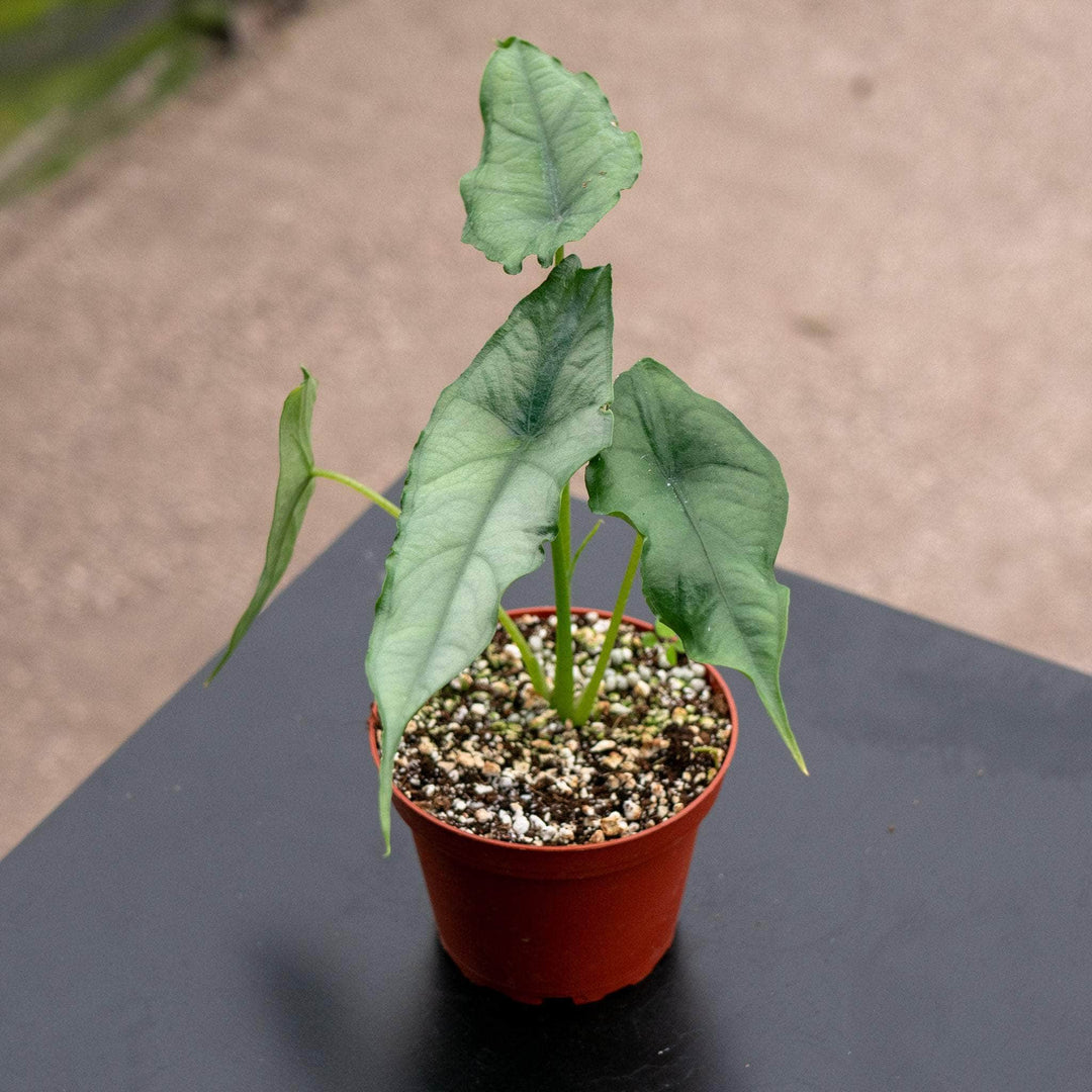 Gabriella Plants Alocasia 4" Alocasia heterophylla ‘Dragon’s Breath’