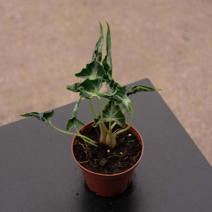 Gabriella Plants Alocasia 4" Alocasia ‘Loco’