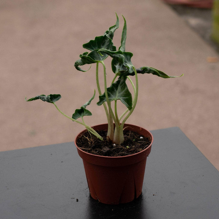 Gabriella Plants Alocasia 4" Alocasia ‘Loco’