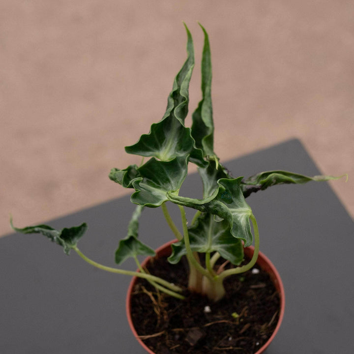 Gabriella Plants Alocasia 4" Alocasia ‘Loco’