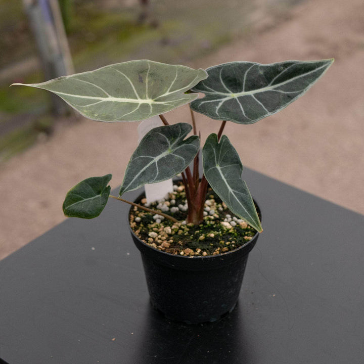 Gabriella Plants Alocasia 4" Alocasia longiloba 'Dragon's Tooth'