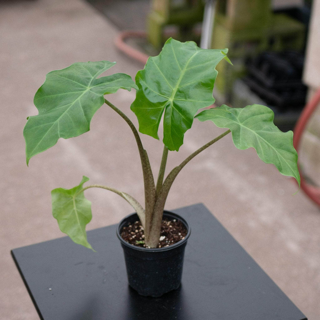 Gabriella Plants Alocasia 4" Alocasia 'Low Rider'