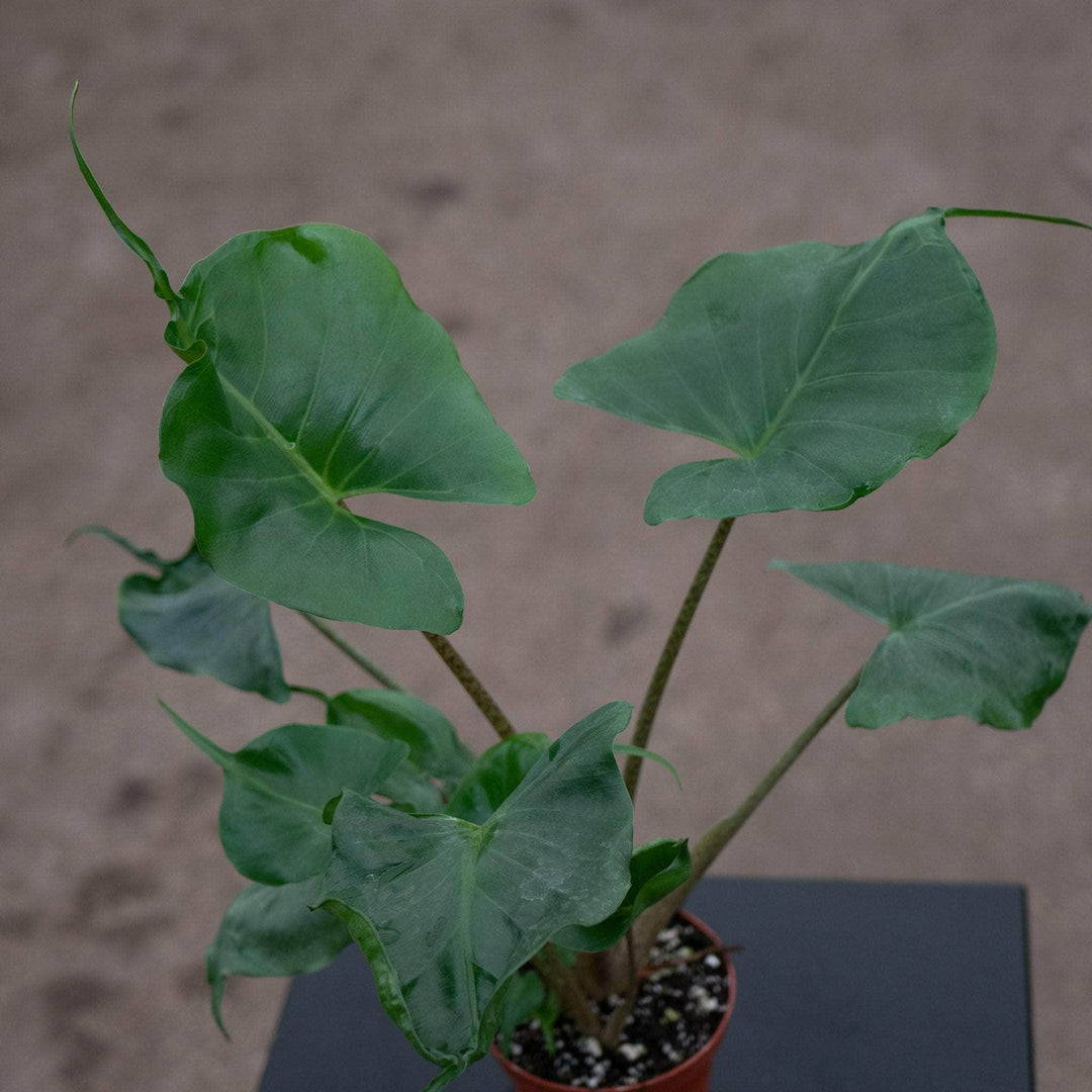 Gabriella Plants Alocasia 4" Alocasia macrorrhiza 'Stingray'