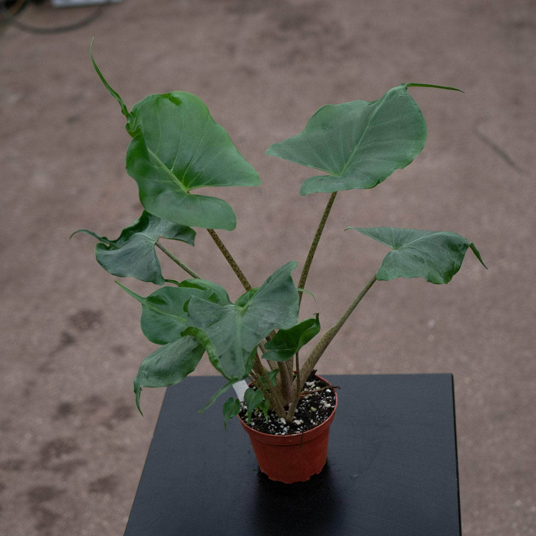 Gabriella Plants Alocasia 4" Alocasia macrorrhiza 'Stingray'