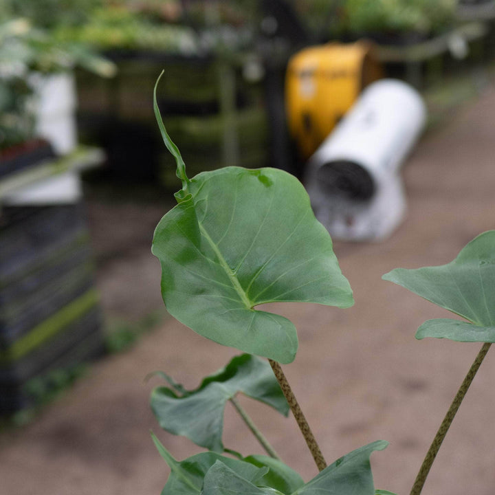 Gabriella Plants Alocasia 4" Alocasia macrorrhiza 'Stingray'