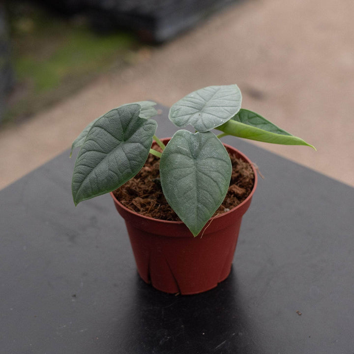 Gabriella Plants Alocasia 4" Alocasia melo