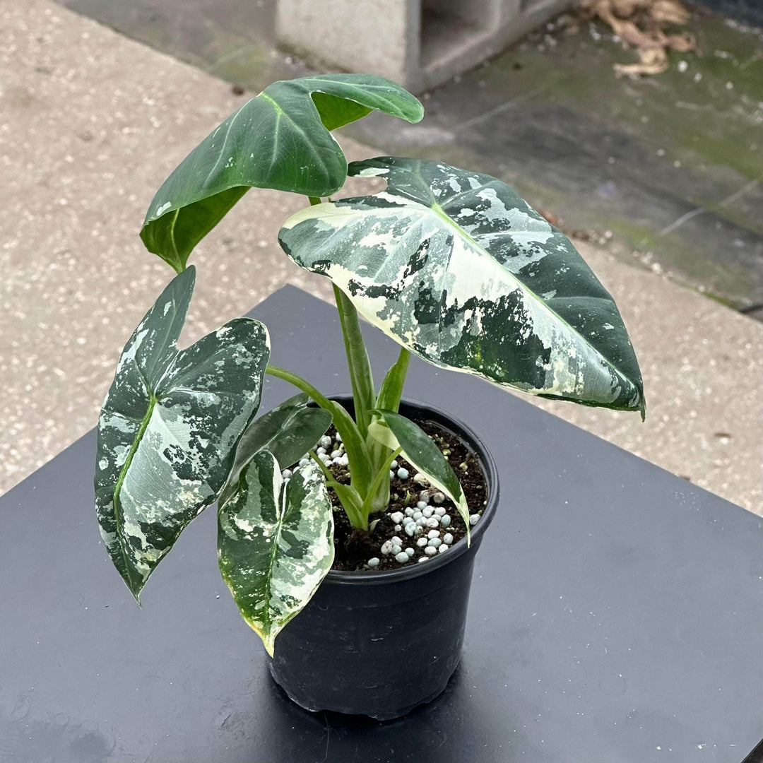 Gabriella Plants Alocasia 4” Alocasia micholitziana 'Frydek' Variegata