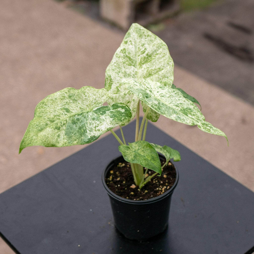 Gabriella Plants Alocasia 4" Alocasia odora 'Batik'