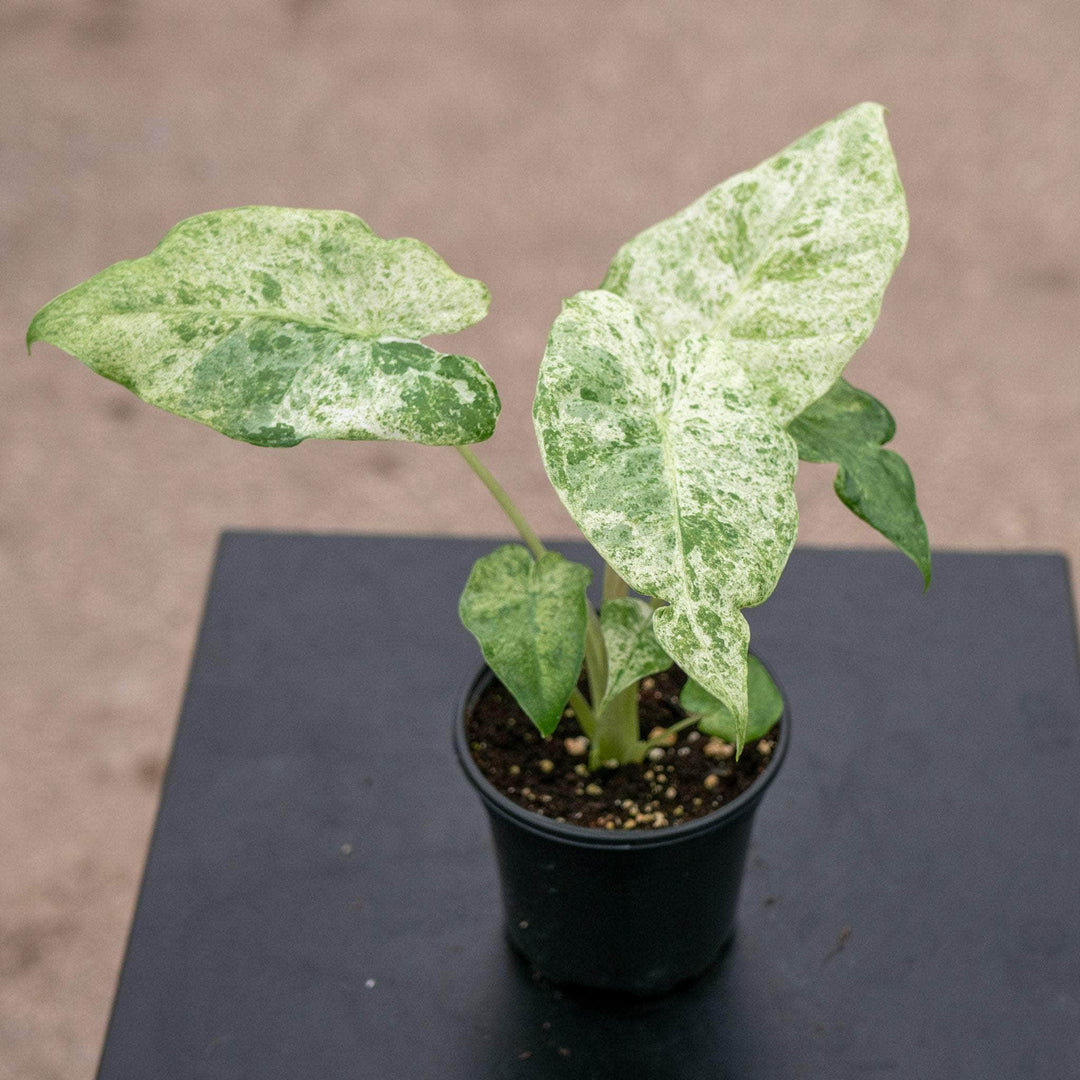 Gabriella Plants Alocasia 4" Alocasia odora 'Batik'