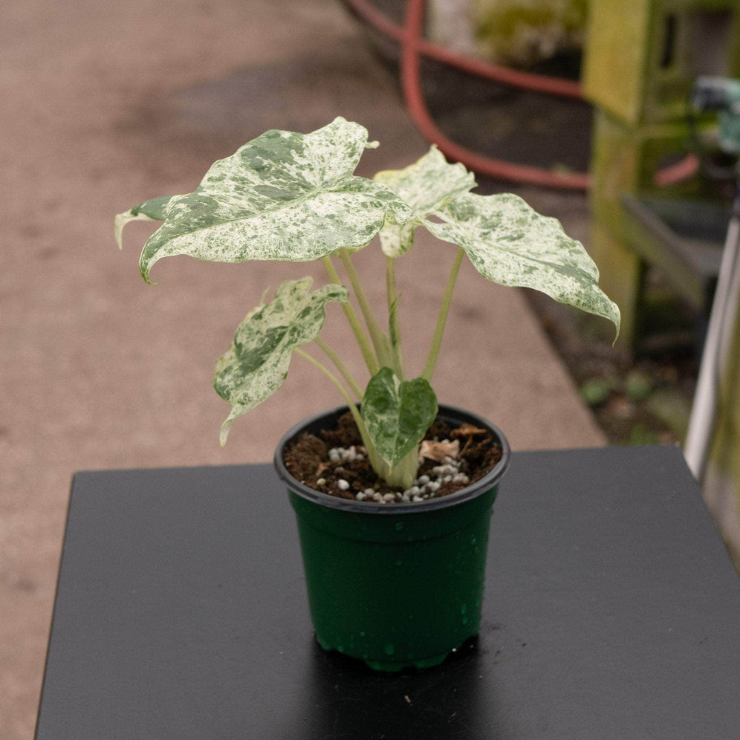 Gabriella Plants Alocasia 4" Alocasia odora 'Batik'