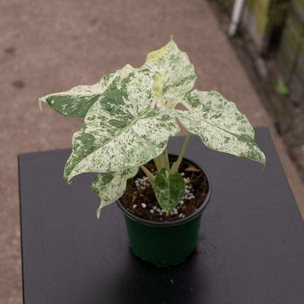 Gabriella Plants Alocasia 4" Alocasia odora 'Batik'