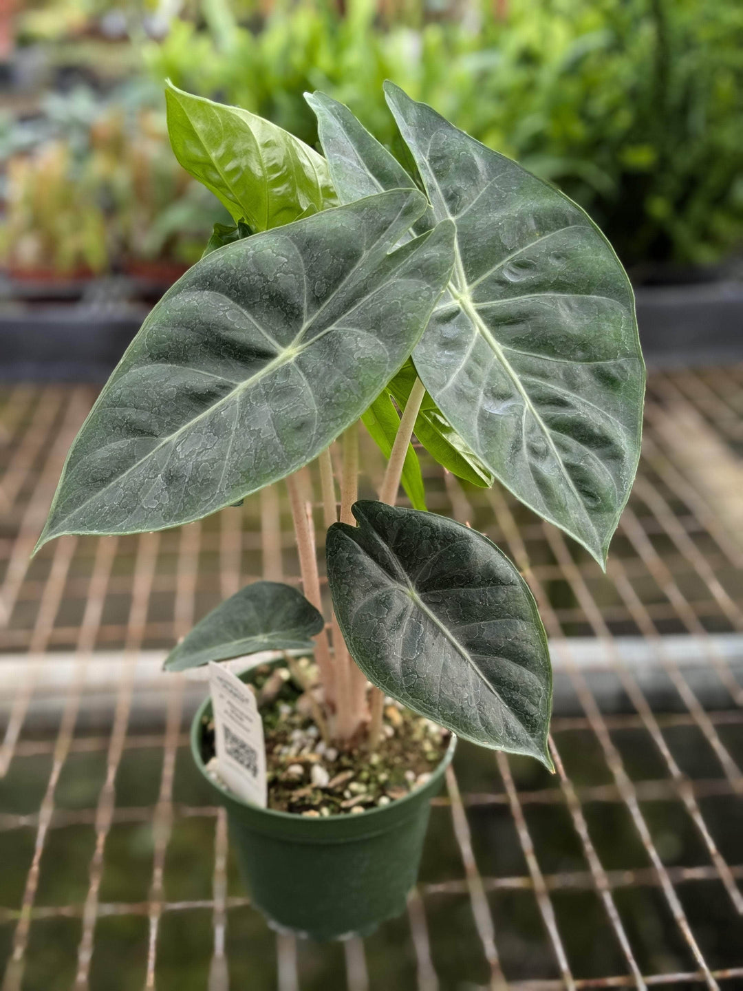 Gabriella Plants Alocasia 4" Alocasia 'Pink Princess'