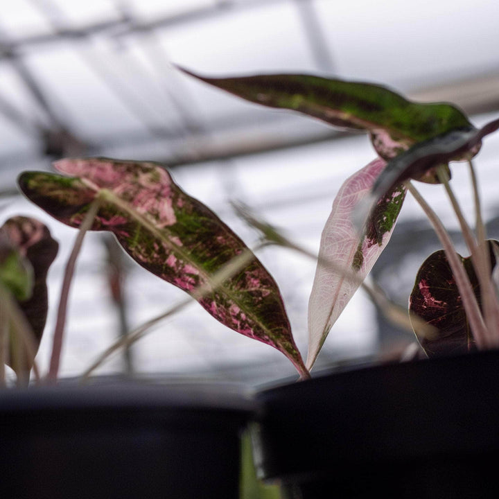 Gabriella Plants Alocasia 4" Alocasia pink variegated 'Bambino'