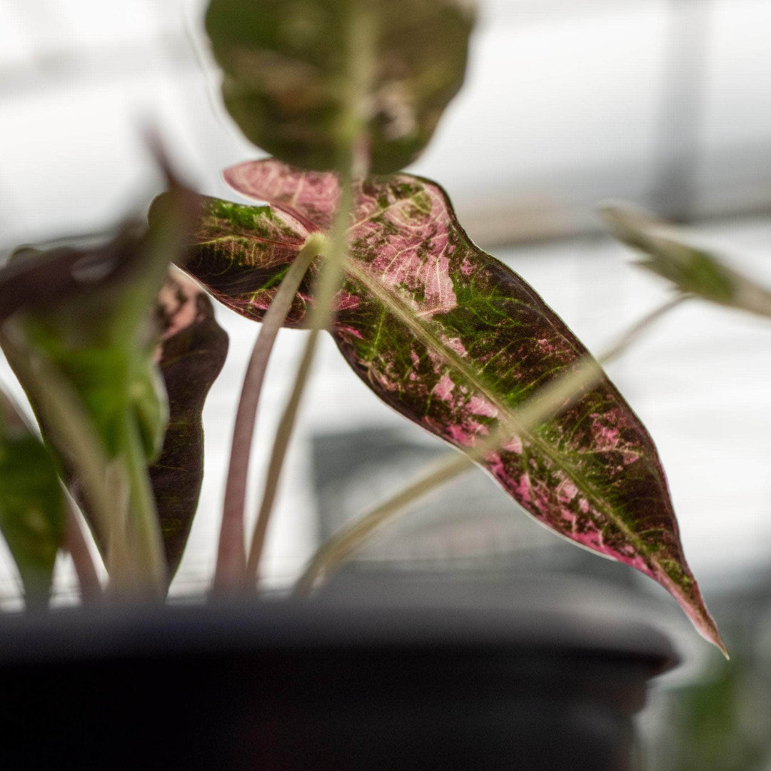 Gabriella Plants Alocasia 4" Alocasia pink variegated 'Bambino'