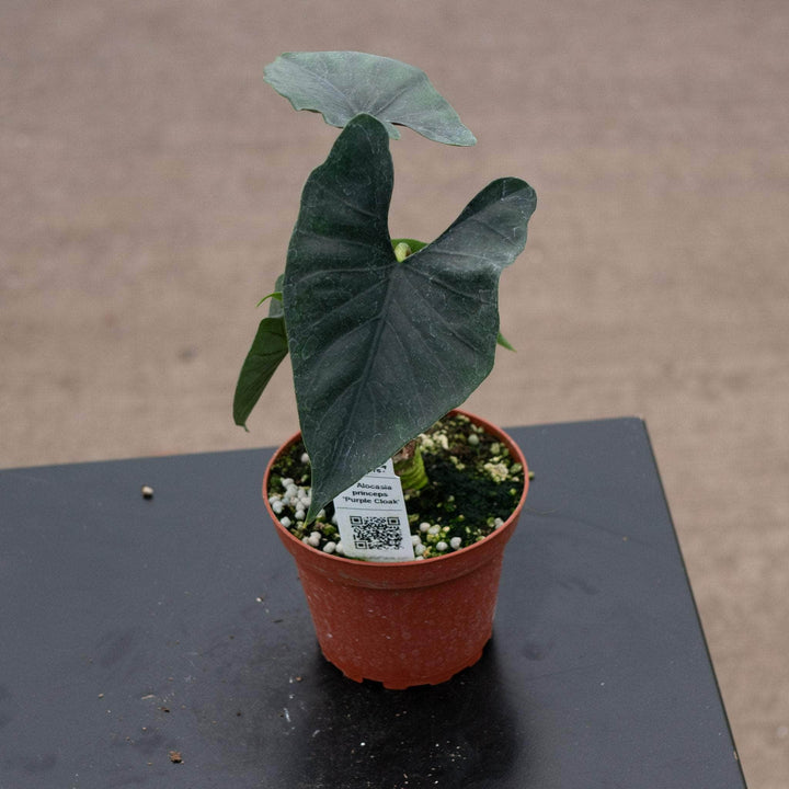 Gabriella Plants Alocasia 4" Alocasia princeps 'Purple Cloak'