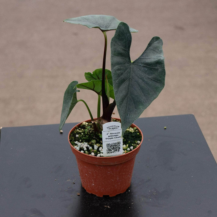 Gabriella Plants Alocasia 4" Alocasia princeps 'Purple Cloak'