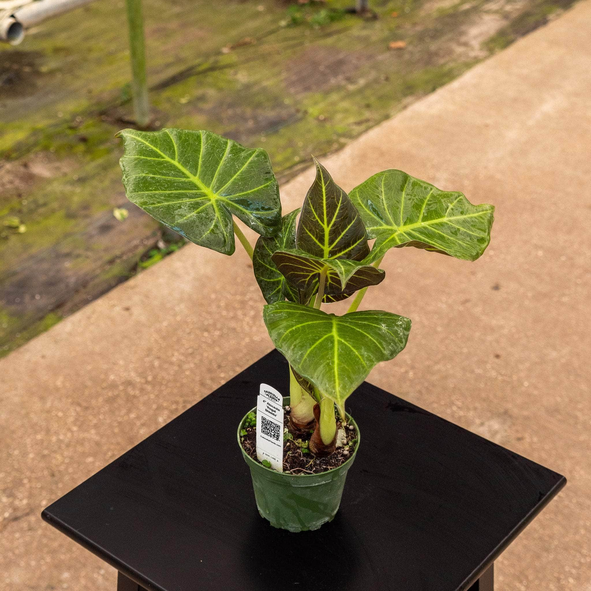 Alocasia 'Regal Shields'