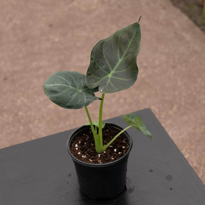 Gabriella Plants Alocasia 4" Alocasia 'Regal Shields'