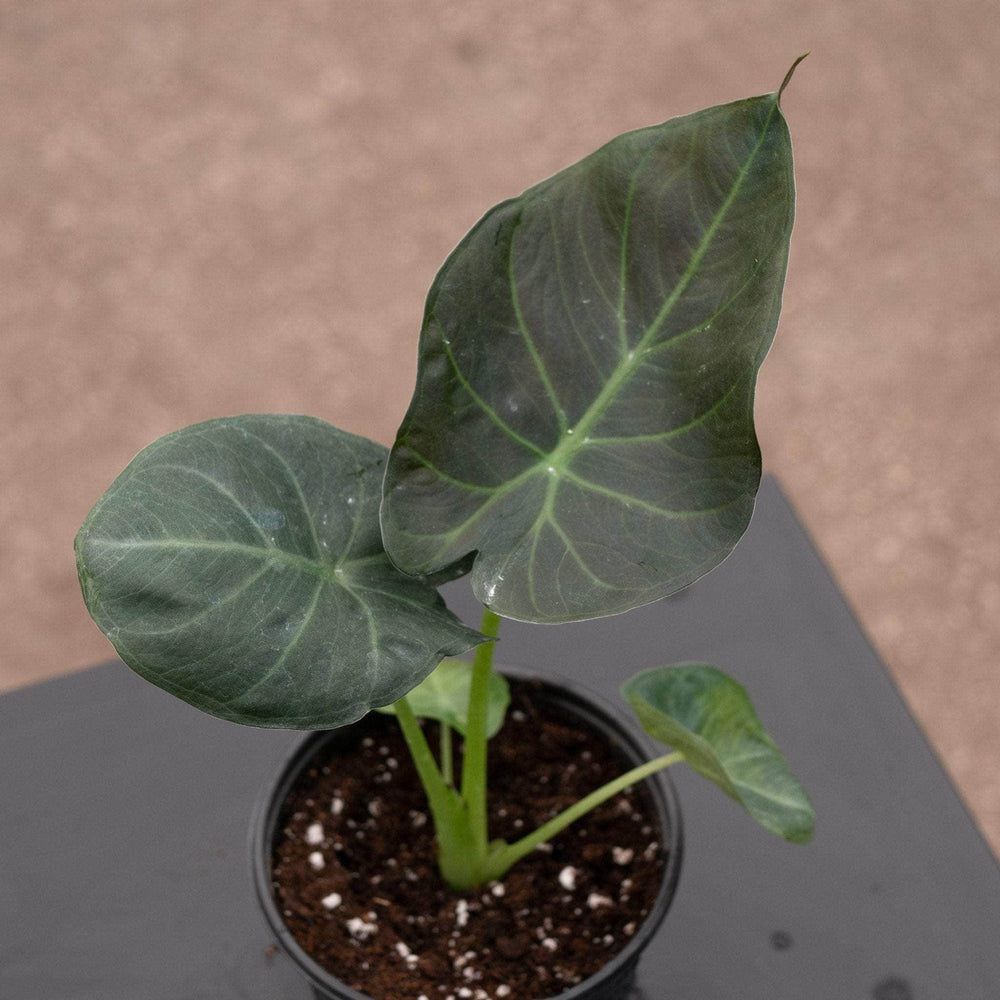 Gabriella Plants Alocasia 4" Alocasia 'Regal Shields'