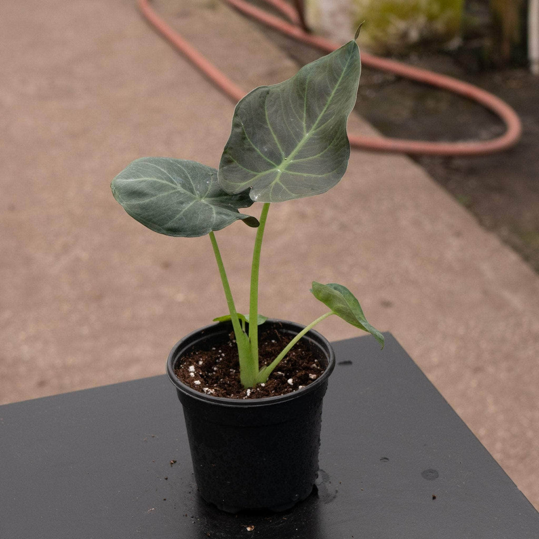 Gabriella Plants Alocasia 4" Alocasia 'Regal Shields'