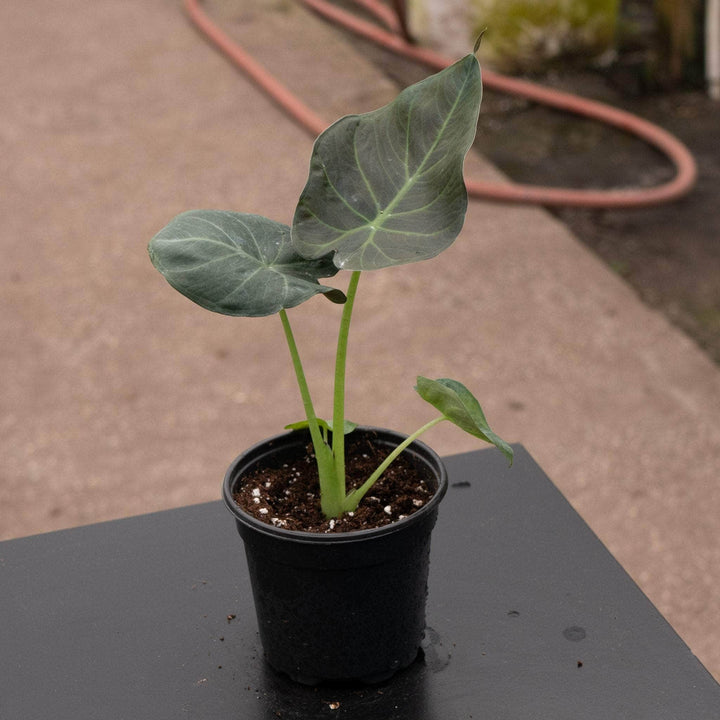 Gabriella Plants Alocasia 4" Alocasia 'Regal Shields'