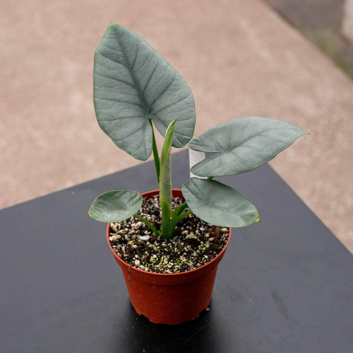 Gabriella Plants Alocasia 4" Alocasia reginae