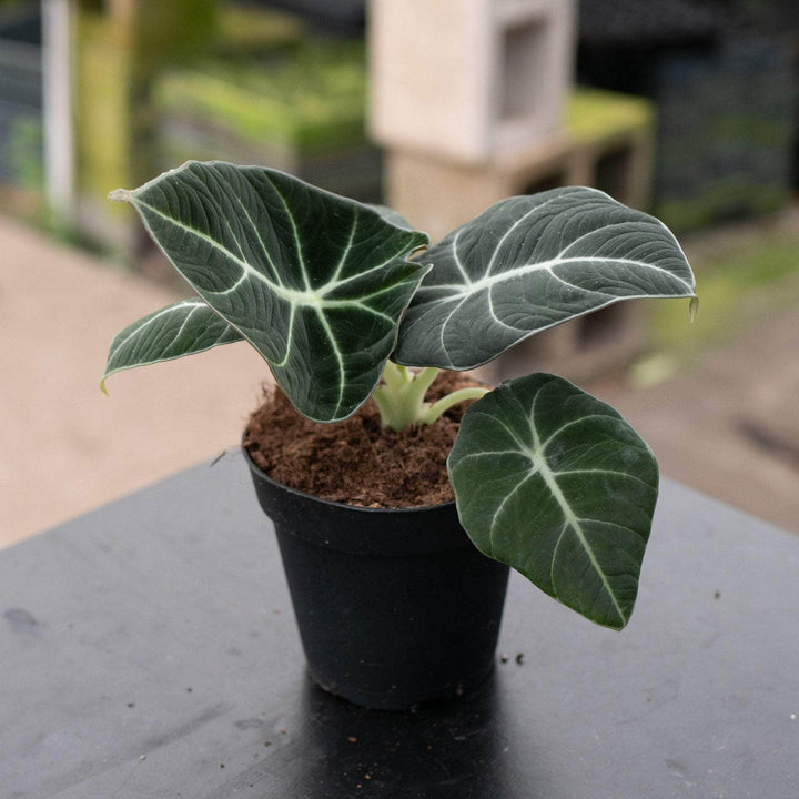 Gabriella Plants Alocasia 4" Alocasia reginula "Black Velvet"