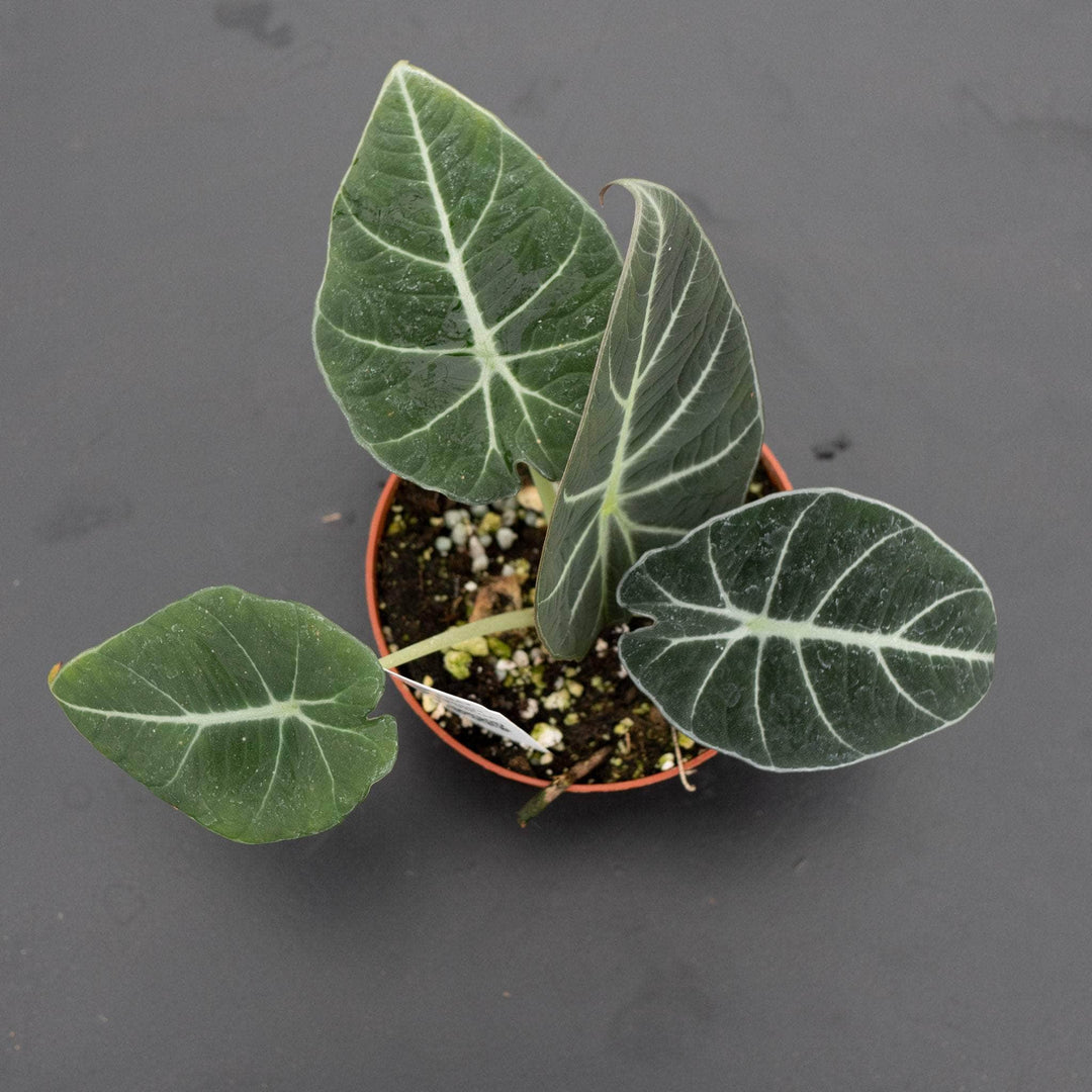 Gabriella Plants Alocasia 4" Alocasia reginula "Black Velvet"