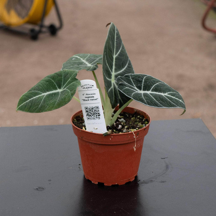 Gabriella Plants Alocasia 4" Alocasia reginula "Black Velvet"