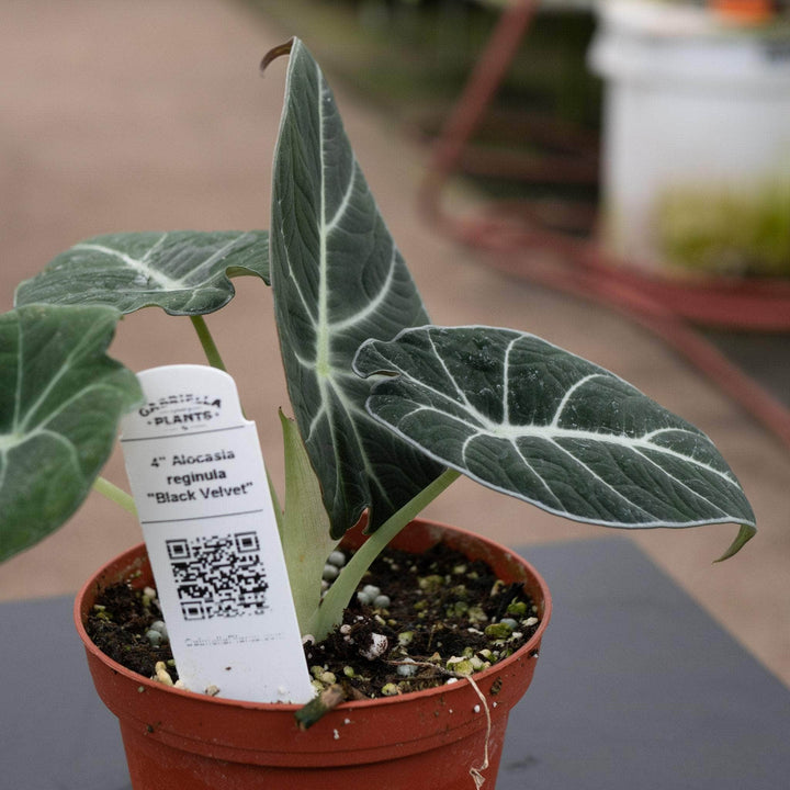 Gabriella Plants Alocasia 4" Alocasia reginula "Black Velvet"