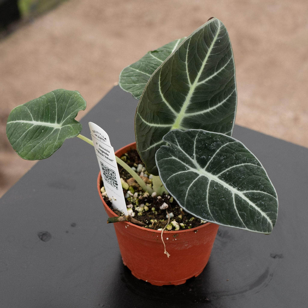 Gabriella Plants Alocasia 4" Alocasia reginula "Black Velvet"