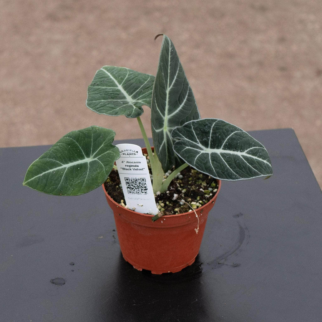 Gabriella Plants Alocasia 4" Alocasia reginula "Black Velvet"