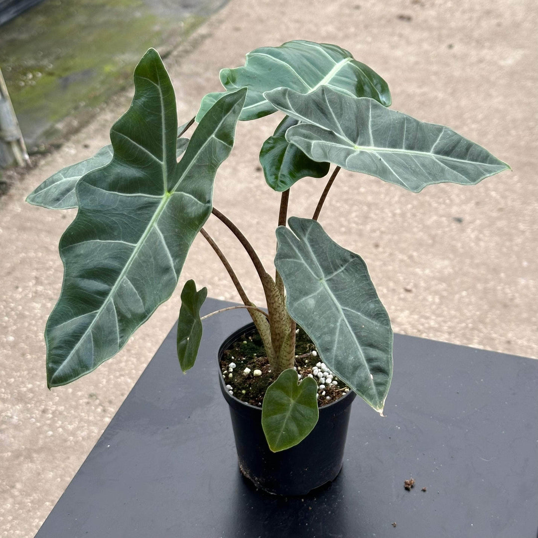 Gabriella Plants Alocasia 4" Alocasia sanderiana