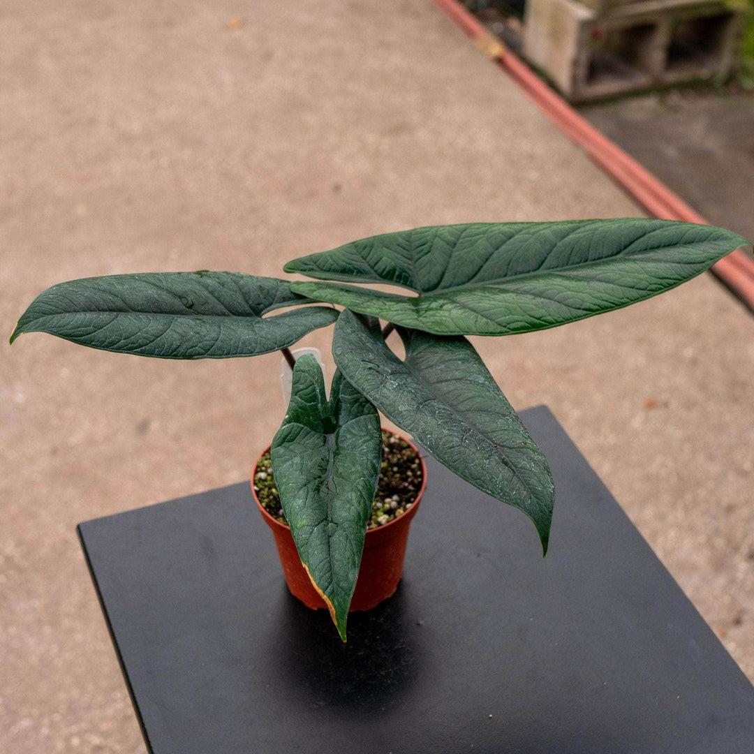 Gabriella Plants Alocasia 4" Alocasia scalprum