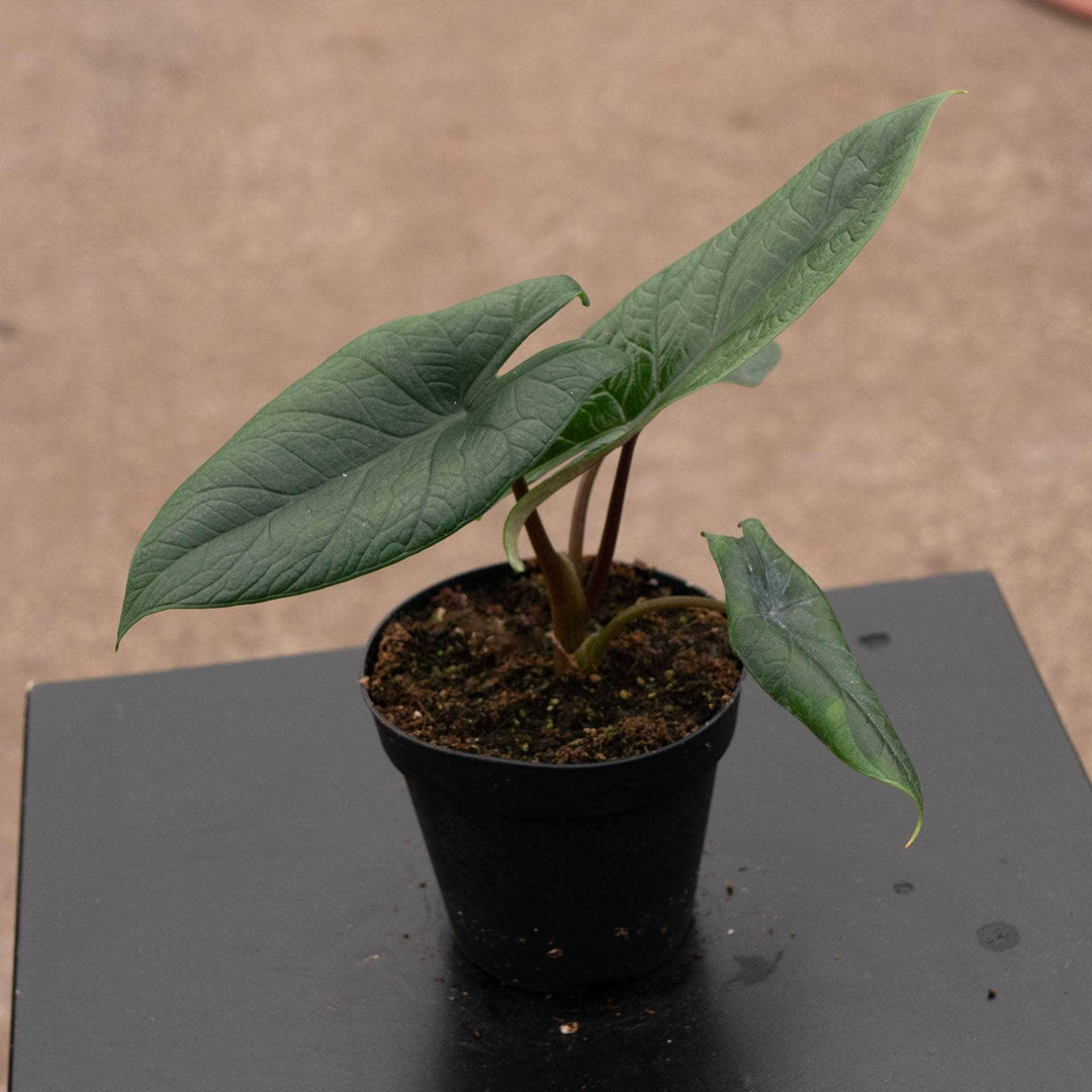 Gabriella Plants Alocasia 4" Alocasia scalprum