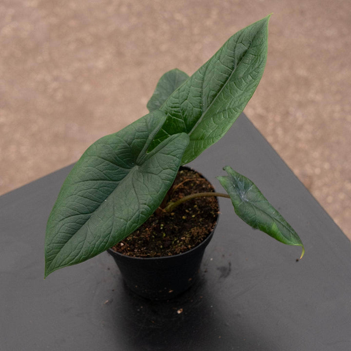 Gabriella Plants Alocasia 4" Alocasia scalprum