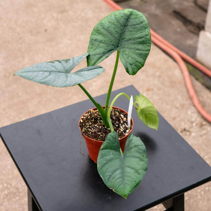 Gabriella Plants Alocasia 4" Alocasia sp. 'Platinum'