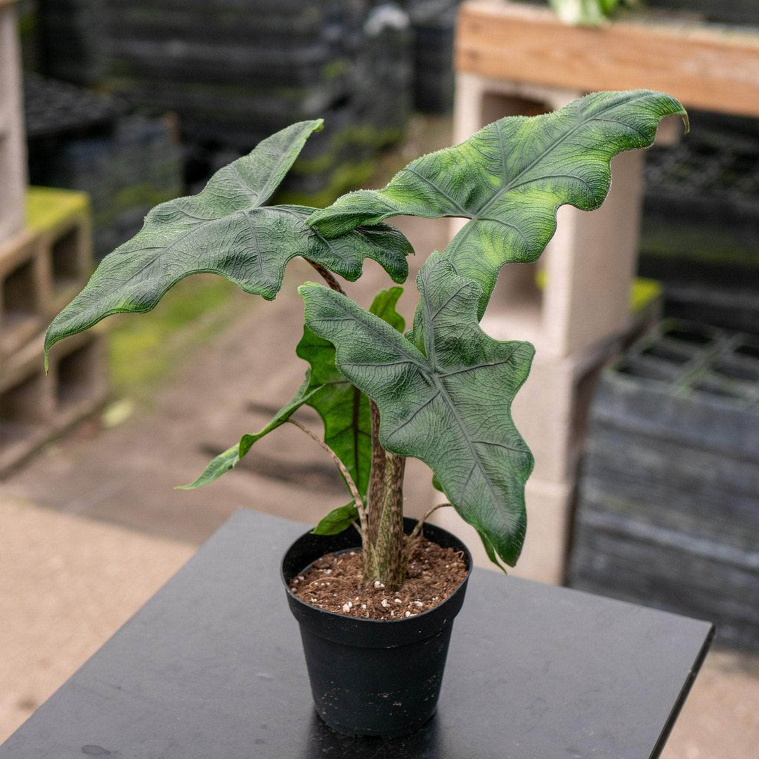 Gabriella Plants Alocasia 4" Alocasia tandurusa ‘Jacklyn’