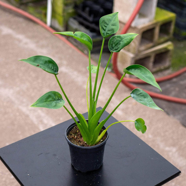 Gabriella Plants Alocasia 4" Alocasia 'Tiny Dancers'